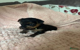 Yorkshire Terrier dogs for sale: Miniature Yorkshire Terrier Puppies  - Image 8