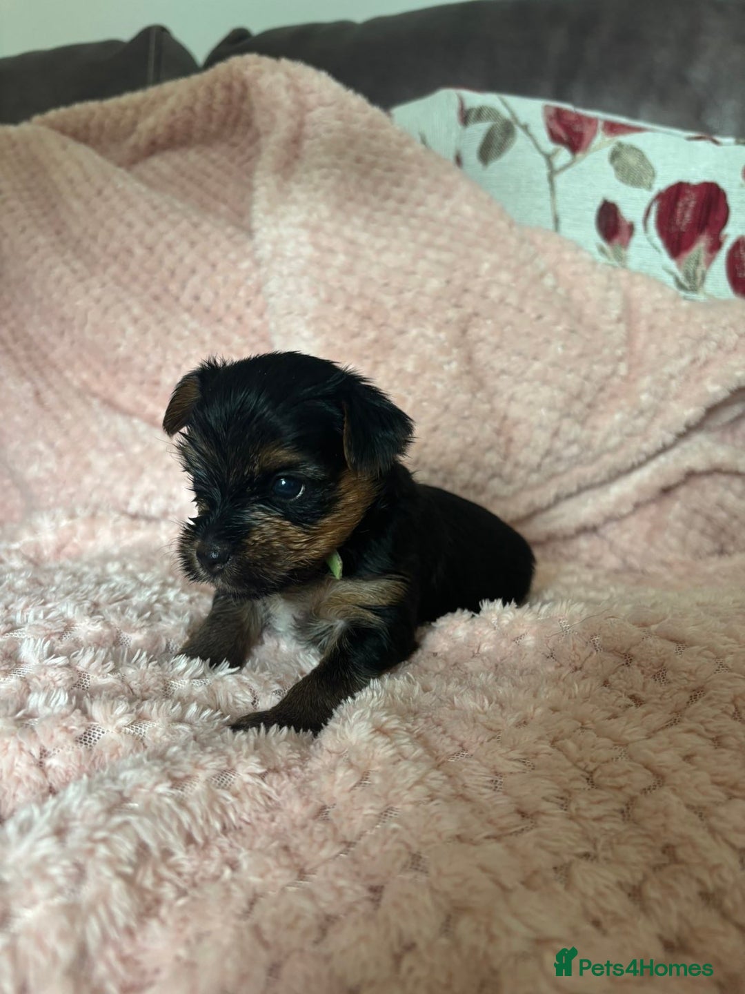 Yorkshire Terrier dogs for sale: Miniature Yorkshire Terrier Puppies  - Image 8