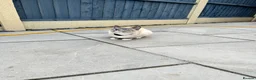 Snowshoe cats for sale: Snowshoe kitten  Looking for a Loving Home - Advert 6
