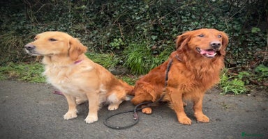 Golden Retriever dogs - Advert 11