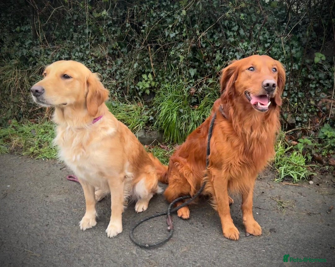 Golden Retriever dogs for sale: Confirmed Pregnancy Litter - Puppies Due Soon - Image 3