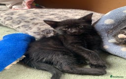 Domestic Shorthair cats for sale: Tabby kittens for sale - Image 26
