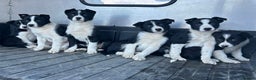 Border Collie dogs for sale: Beautiful Border Collies - Advert 13