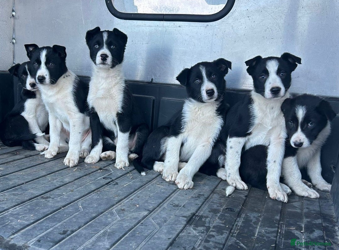 Border Collie dogs for sale: Beautiful Border Collies - Advert 13