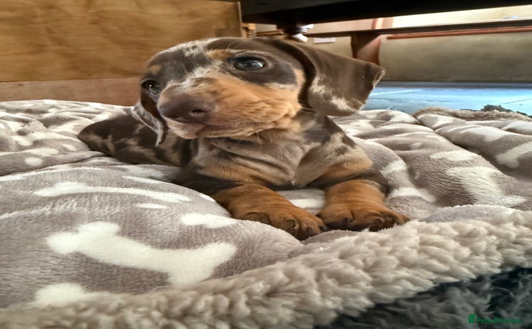 Dachshund dogs - Advert 2