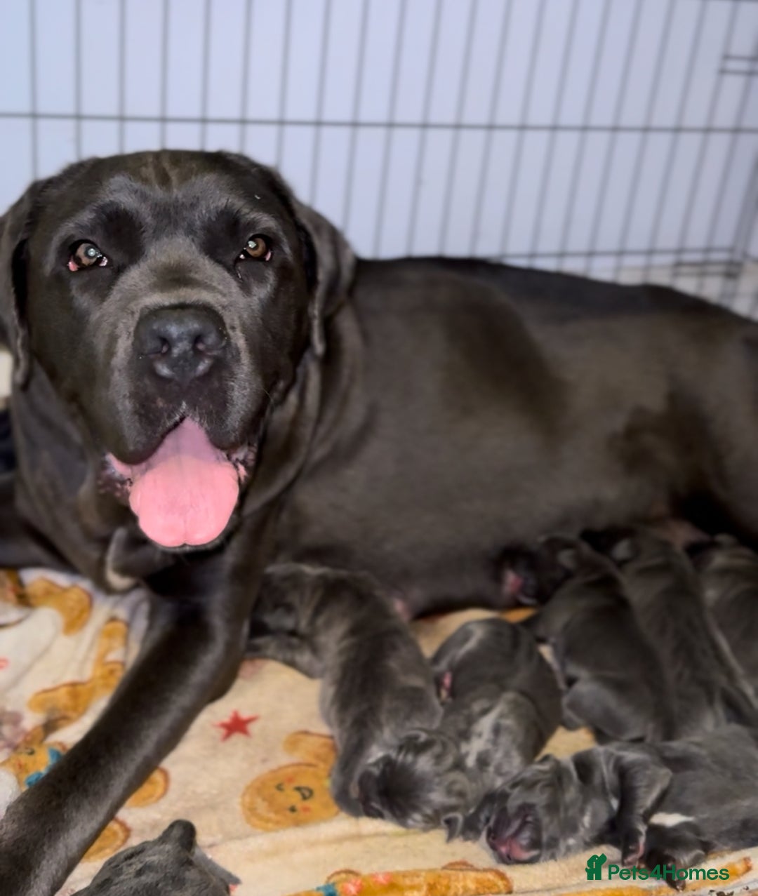 Cane Corso dogs for sale: Cane corso puppies for sale  - Image 21