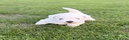 West Highland Terrier dogs for sale: Stunning Westhighland Terriers in Hereford - Advert 3