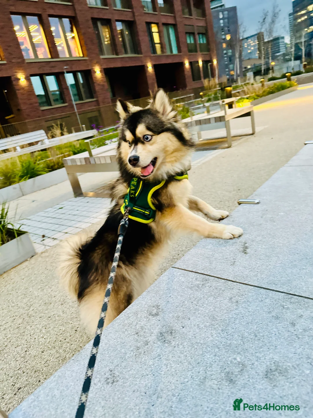 Pomsky dogs for stud: 🔥 Zorro – Proven Pomsky Stud | £850 🔥 - Advert 10