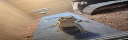Bearded Dragon reptiles for sale: Red hypo normal wild and vivariums  in Tipton - Advert 8