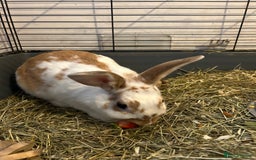 Dutch rabbits for sale: Two Female Rabbits  - Image 6