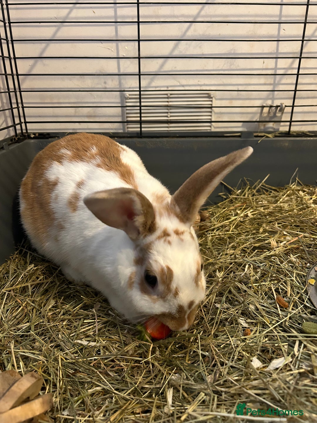 Dutch rabbits for sale: Two Female Rabbits  - Image 6