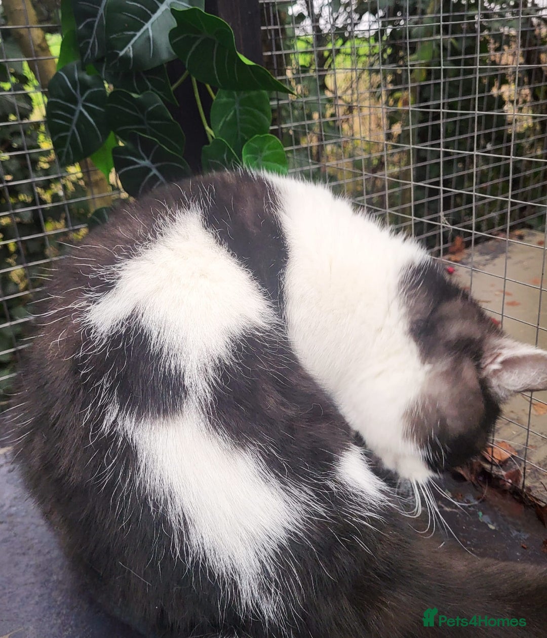 British Shorthair cats for sale: Most Perfect Teddy Bear - Available Now! - Advert 3