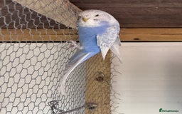 Budgerigars birds for sale: Budgies for sale - Image 4