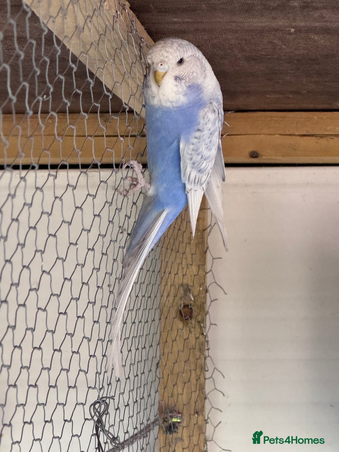 Budgerigars birds for sale: Budgies for sale - Image 4