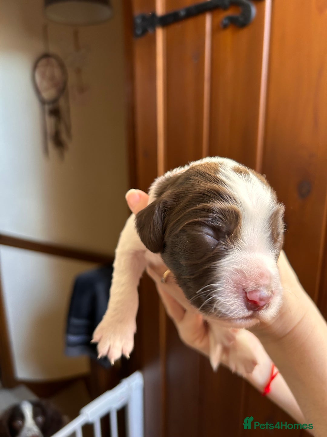 English Springer Spaniel dogs for sale: English springer spaniel puppies  - Advert 9