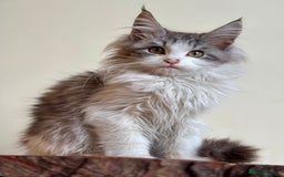 Maine Coon cats for sale: Beautiful pure bread maine coon kittens  - Image 10