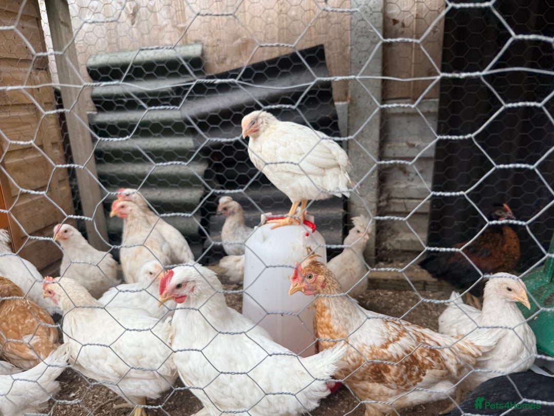 Chickens poultry for sale: Mixed chicks  - Image 3