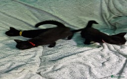 British Shorthair cats for sale:  Lovely 3 tabby male & 3 black female kittens. - Image 4