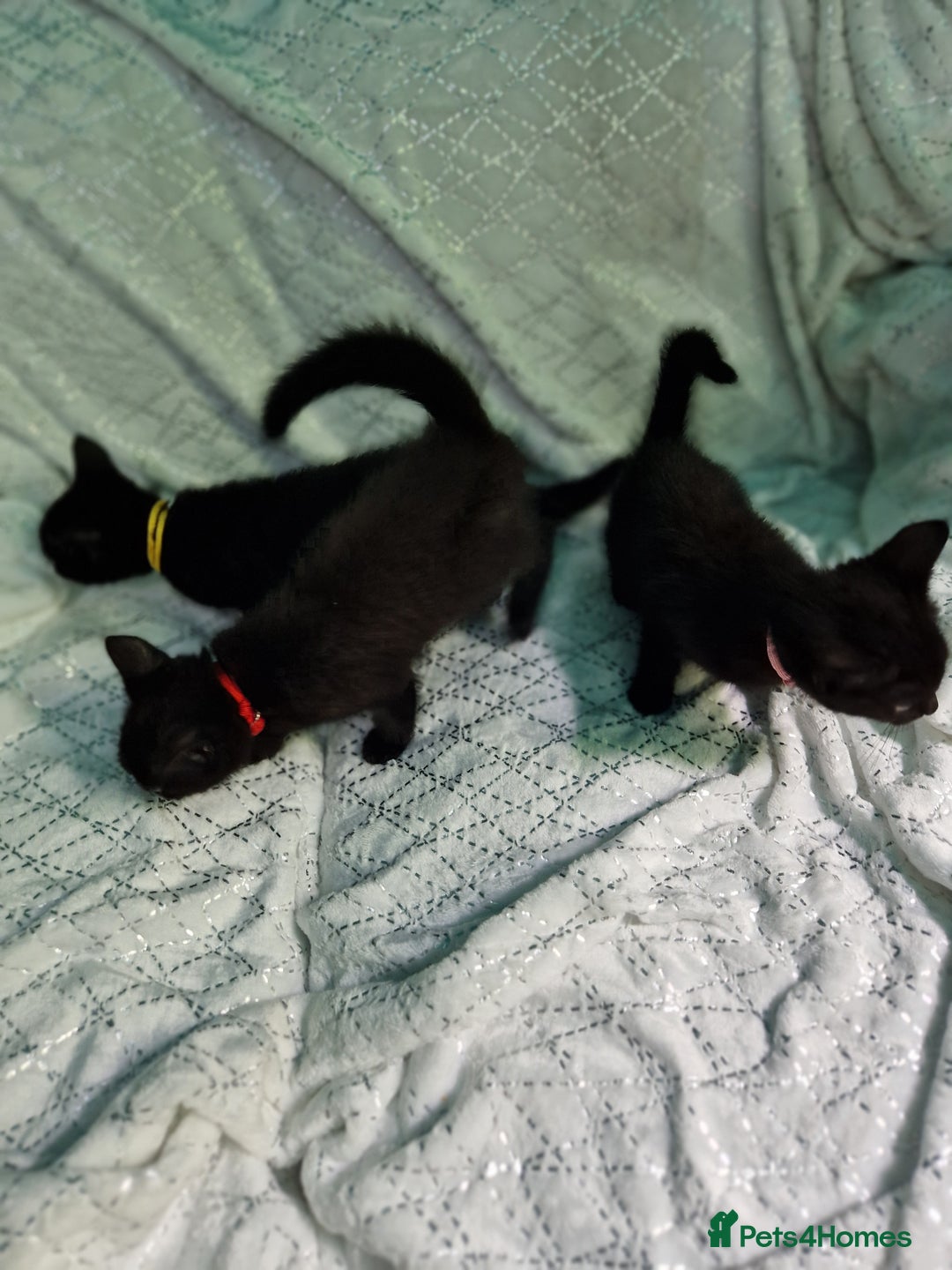 British Shorthair cats for sale:  Lovely 3 tabby male & 3 black female kittens. - Image 4