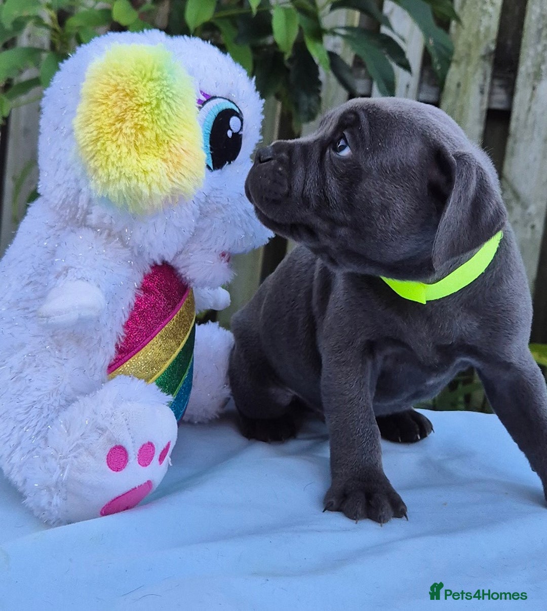 Staffordshire Bull Terrier dogs for sale: Exceptional blue Staffordshire Bull Terrier 🐾💛 - Image 4
