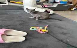 Russian Blue cats for sale: 6mth piercing eyes intact boy - Image 3