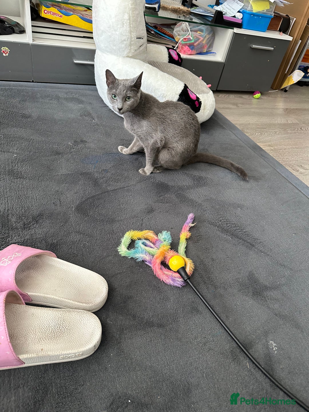 Russian Blue cats for sale: 6mth piercing eyes intact boy - Image 3