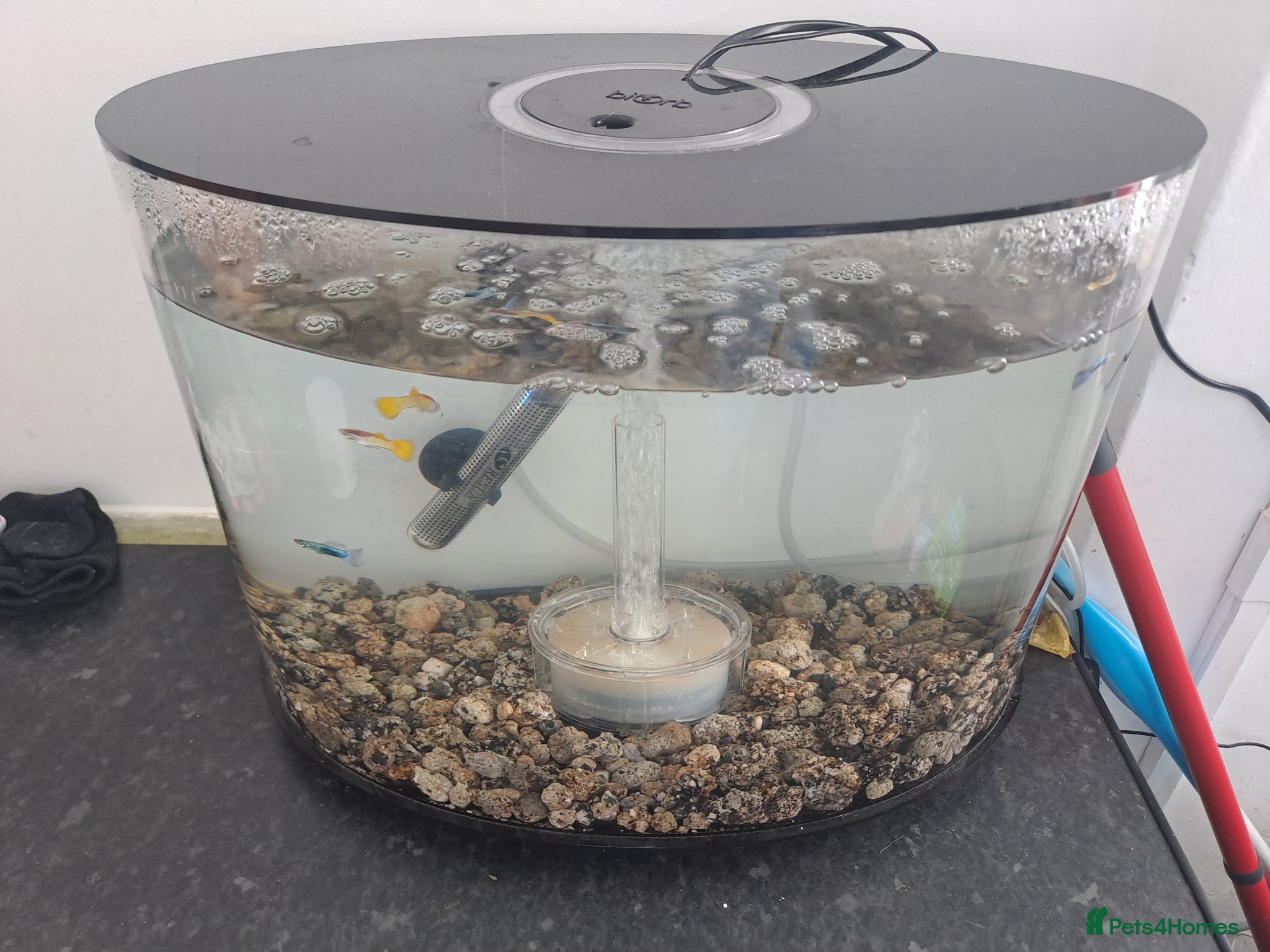 Other/Mixed Breed fish Fish tank with rocks filter and male guppies  - Advert 13