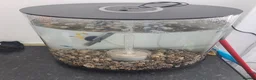 Other/Mixed Breed fish for sale: Fish tank with rocks filter and male guppies  - Advert 1