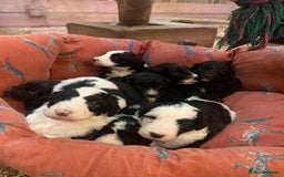 Sheepadoodle dogs for sale: Medium Sheepadoodle Puppies Available  - Advert 13