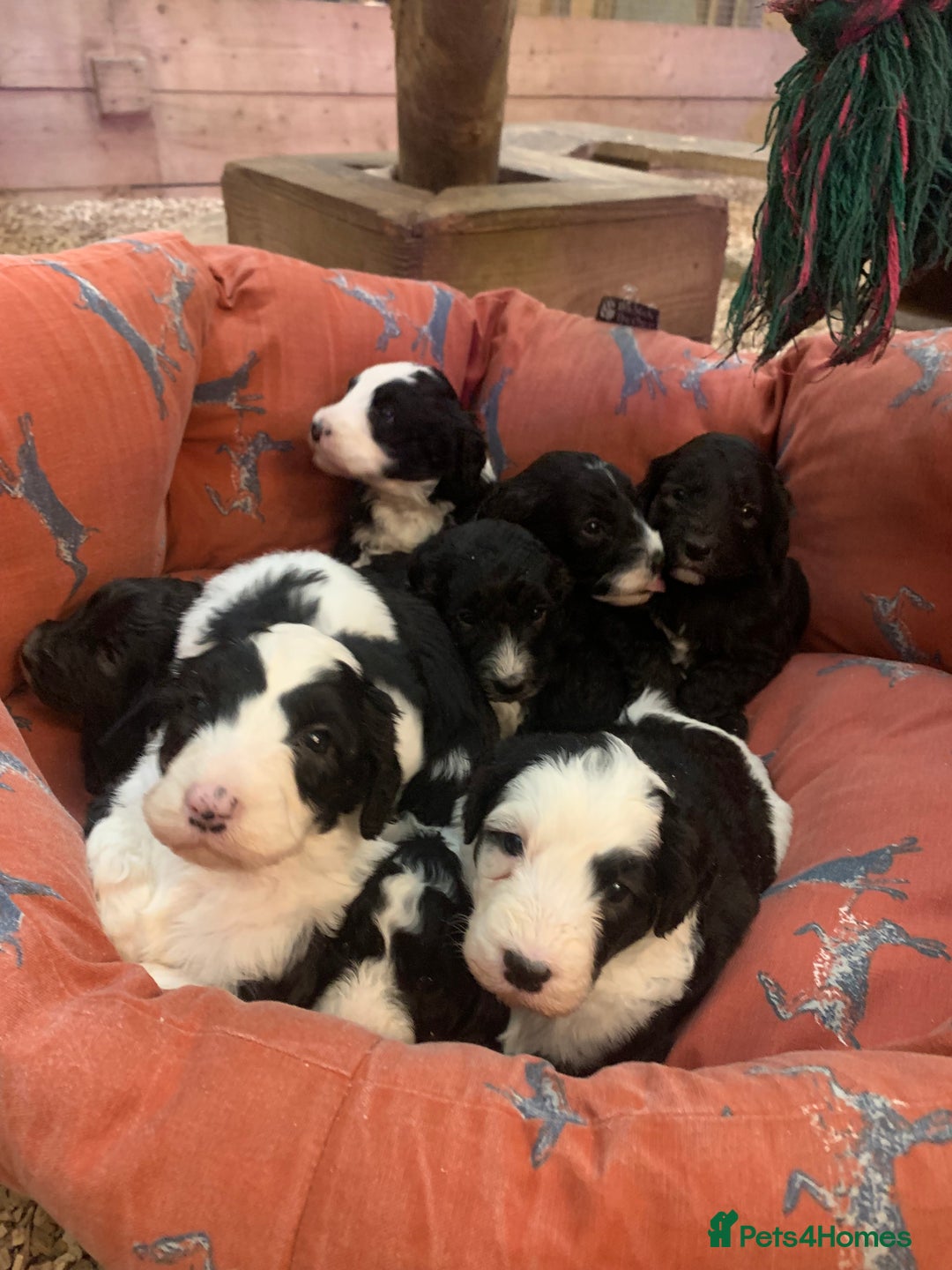 Sheepadoodle dogs for sale: Medium Sheepadoodle Puppies Available  - Advert 13