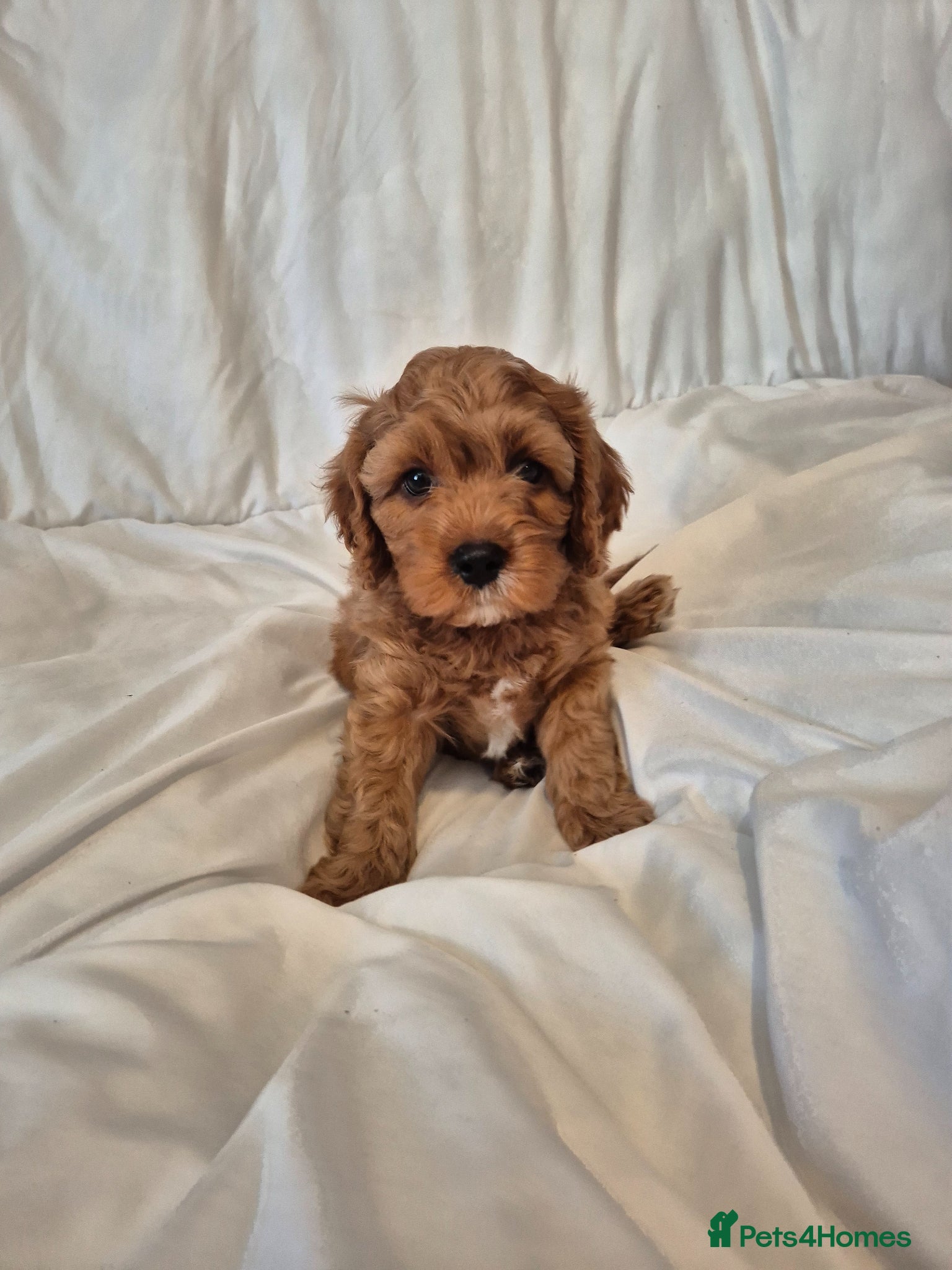 Cavapoo dogs Beautiful F1 Cavapoo puppies - Advert 2