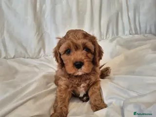 Cavapoo dogs Beautiful F1 Cavapoo puppies - Advert 2