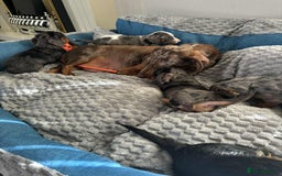 Mixed Breed dogs for sale: Dachshund x jack russell - Image 2