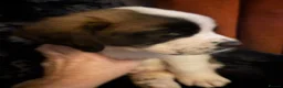 Saint Bernard dogs for sale: Saint Bernard  - Advert 5