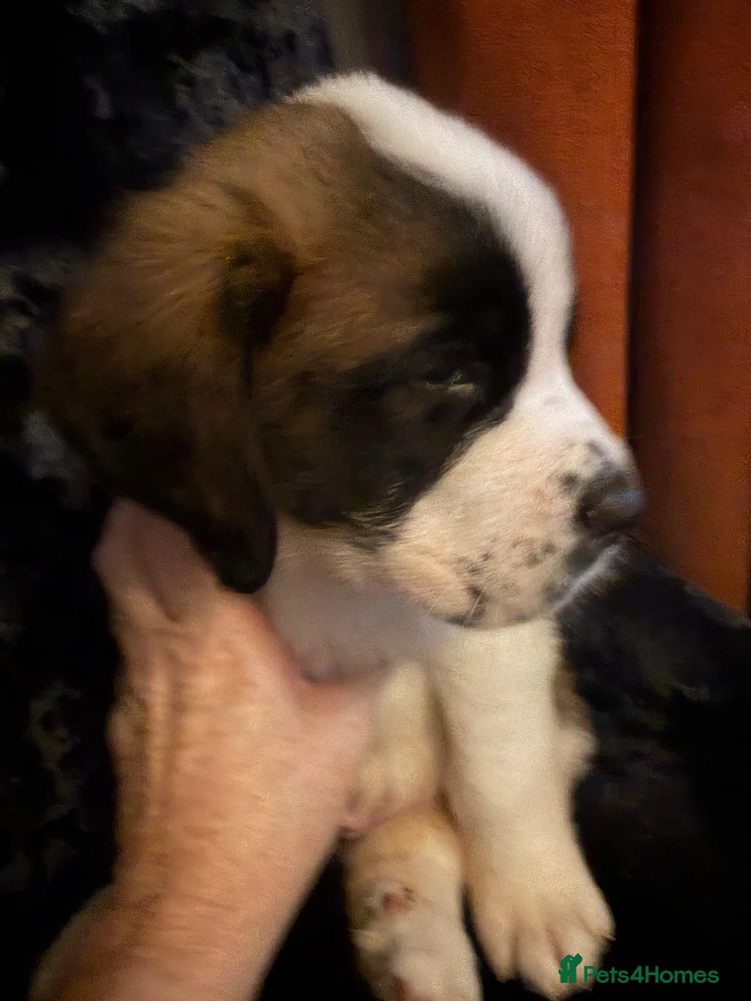 Saint Bernard dogs for sale: Saint Bernard  - Advert 5
