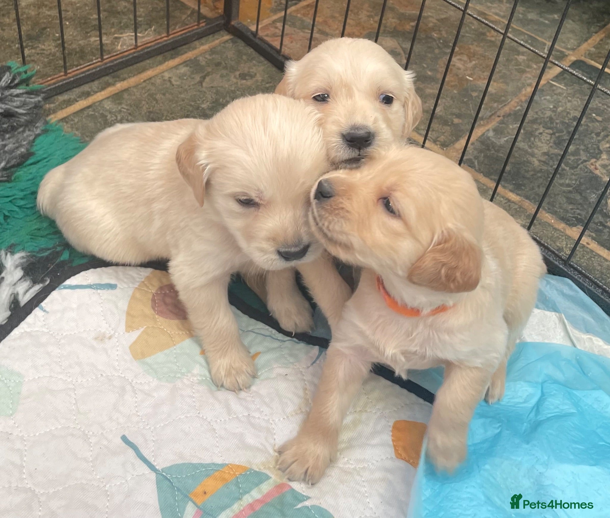 Golden Retriever dogs KC Registered and tested Golden Retrievers - Advert 5