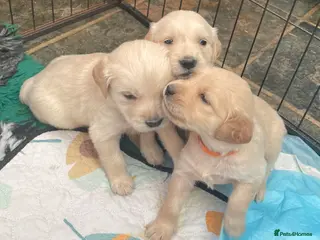 Golden Retriever dogs KC Registered and tested Golden Retrievers - Advert 5