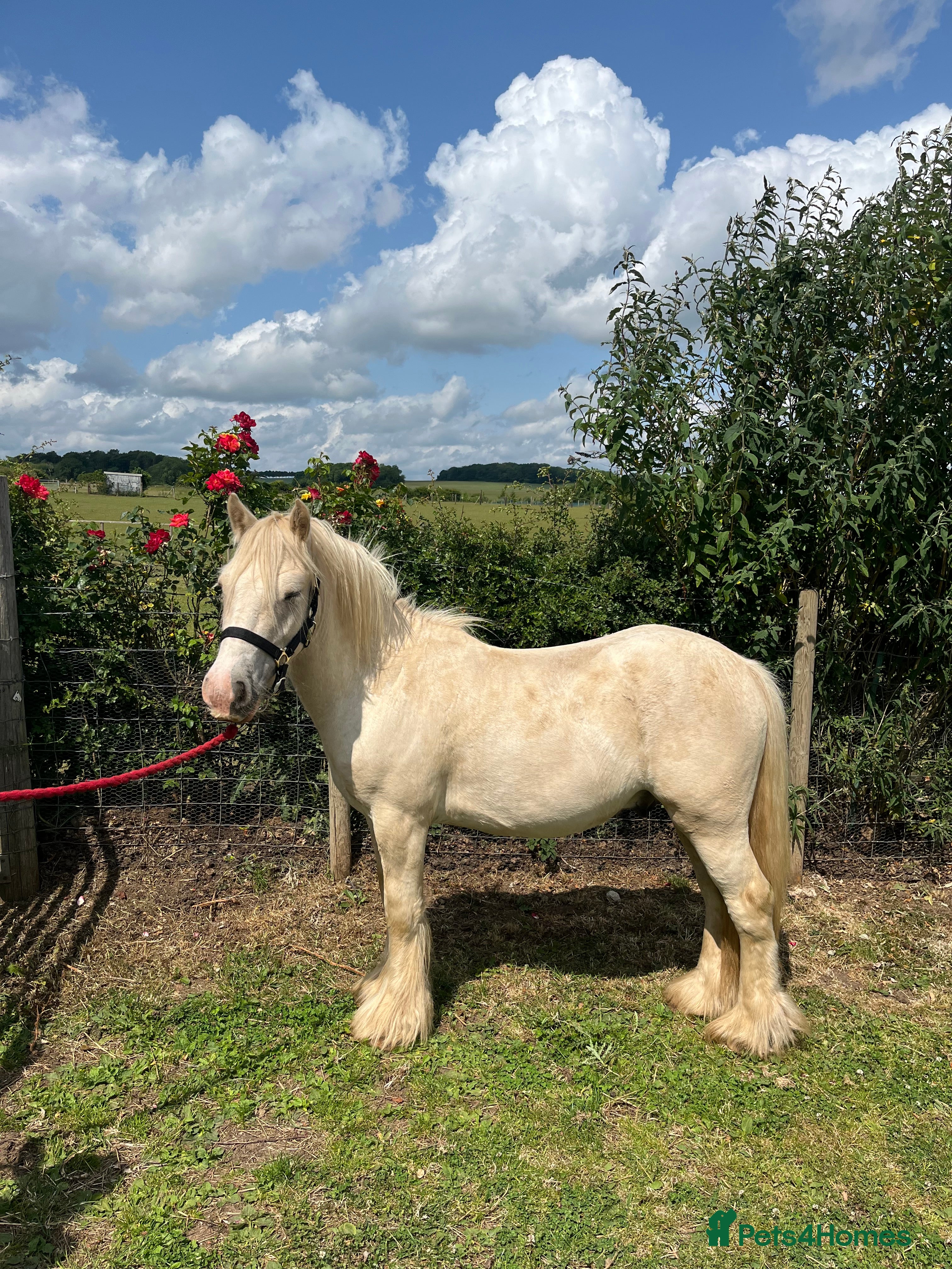 Irish Cob horses 13hh palomino gelding 3 year old mini cob - Advert 3