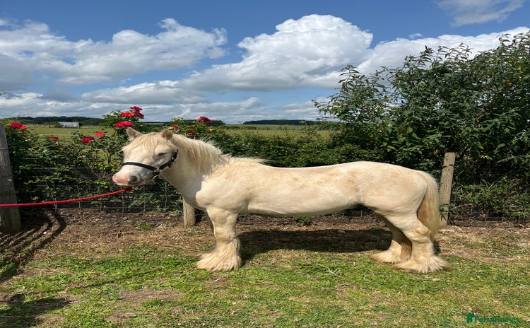 Irish Cob horses - Advert 1
