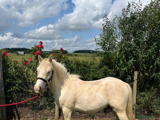 Irish Cob horses 13hh palomino gelding 3 year old mini cob - Advert 2