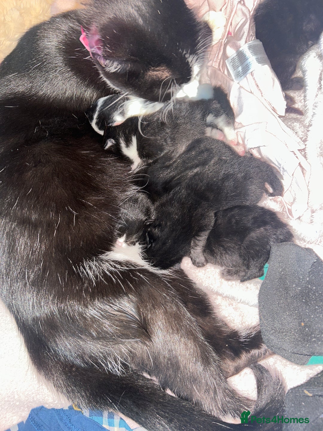 Mixed Breed cats for sale: Mixed breeds - Image 3