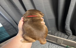 Cocker Spaniel dogs for sale: KC & HEALTH TESTED CHOC SABLE PUPS - Image 12