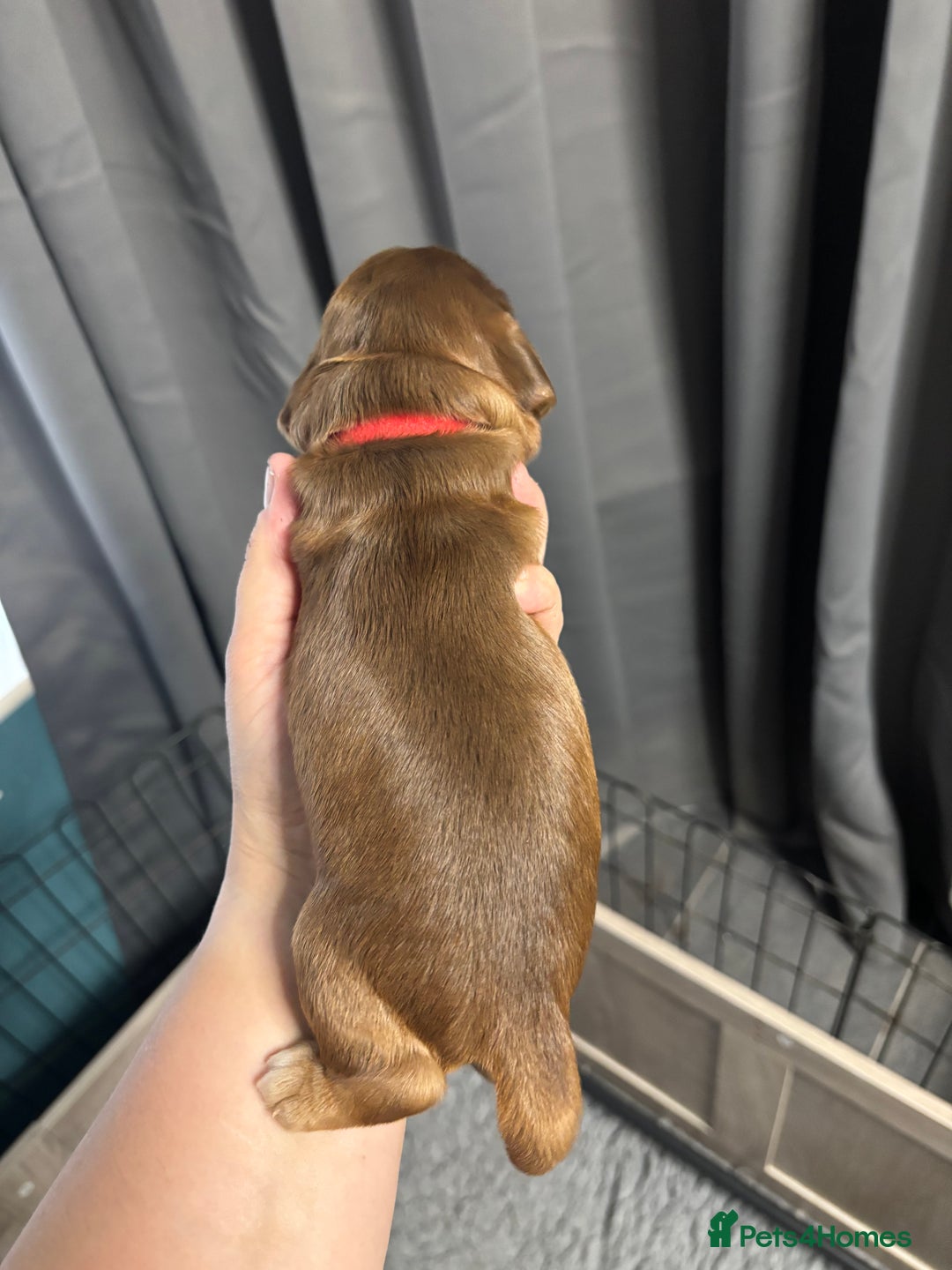 Cocker Spaniel dogs for sale: KC & HEALTH TESTED CHOC SABLE PUPS - Image 12