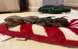 Miniature Dachshund dogs for sale: Miniature Dachshund puppies. Readying Soon! - Image 13