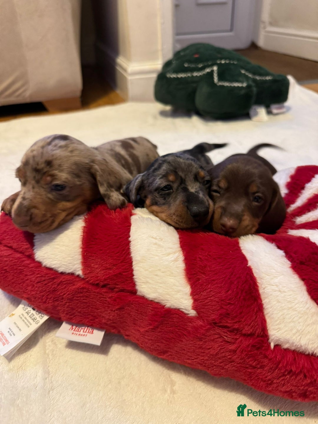 Miniature Dachshund dogs for sale: Miniature Dachshund puppies. Readying Soon! - Image 13