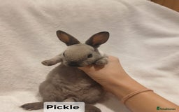 Rex rabbits for sale: Baby Purebred Rex Rabbits For Sale - Image 6