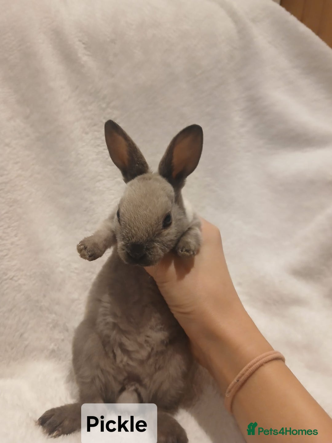 Rex rabbits for sale: Baby Purebred Rex Rabbits For Sale - Image 6