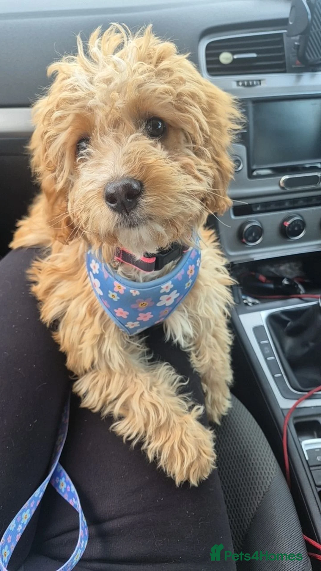 Maltipoo dogs for sale: Maltipoo - Advert 6