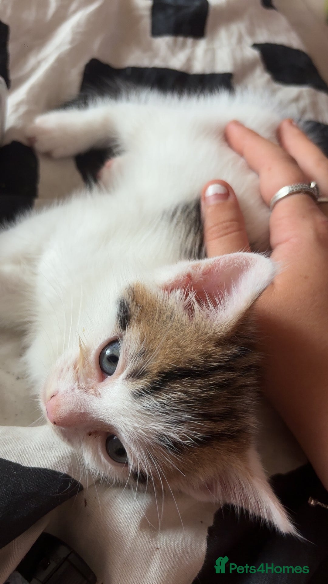 British Shorthair cats for sale: 4 tabby kittens  - Image 6