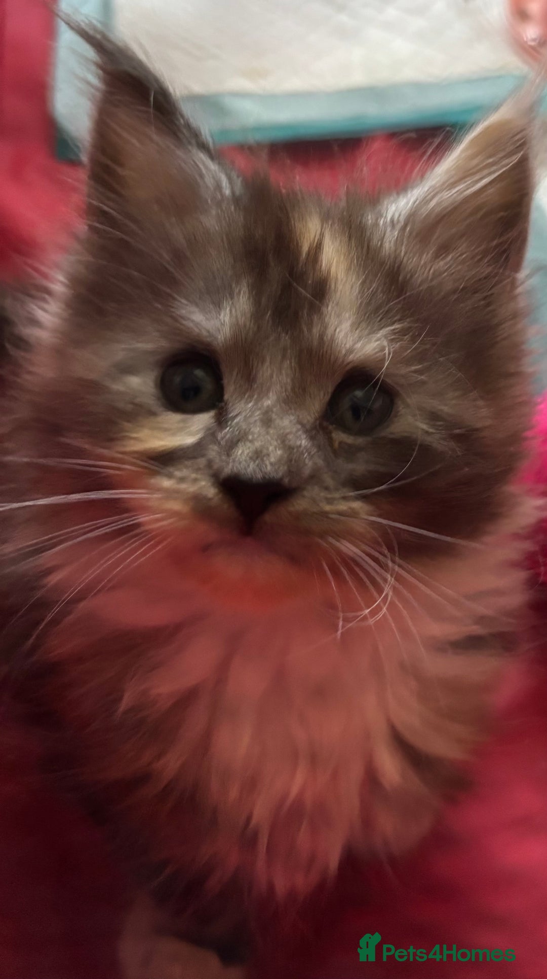 Maine Coon cats for sale: Beautiful playful 4 mainecoons kittens  - Image 5